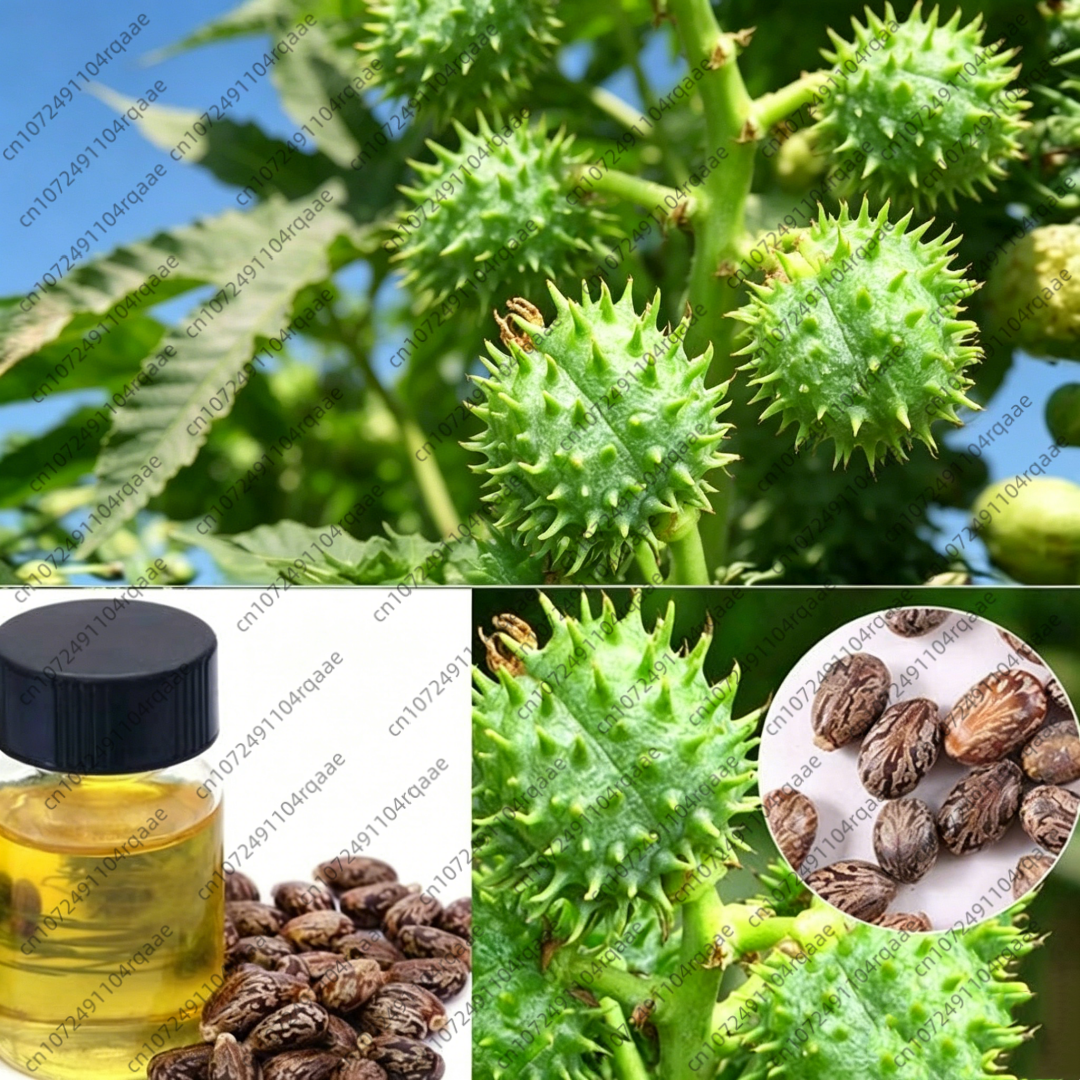 Aromatherapy Fragrance Oil 100 - مراجعة Castor Oil Soap وسعره